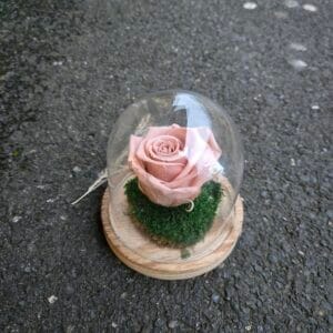 Mini Cloche de Rose Éternelle