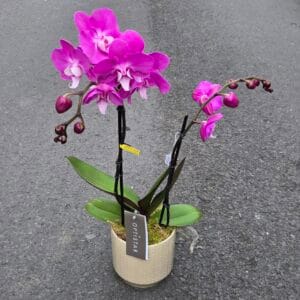 phalaenopsis rose avec cache pot céramique