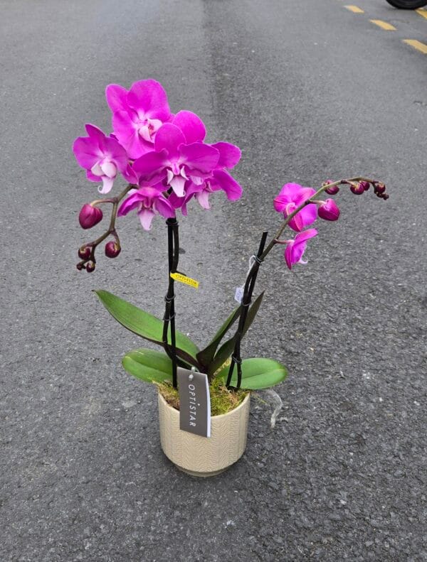phalaenopsis rose avec cache pot céramique