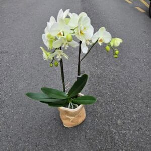 Phalaenopsis blanc sac fibre