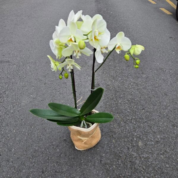 Phalaenopsis blanc sac fibre
