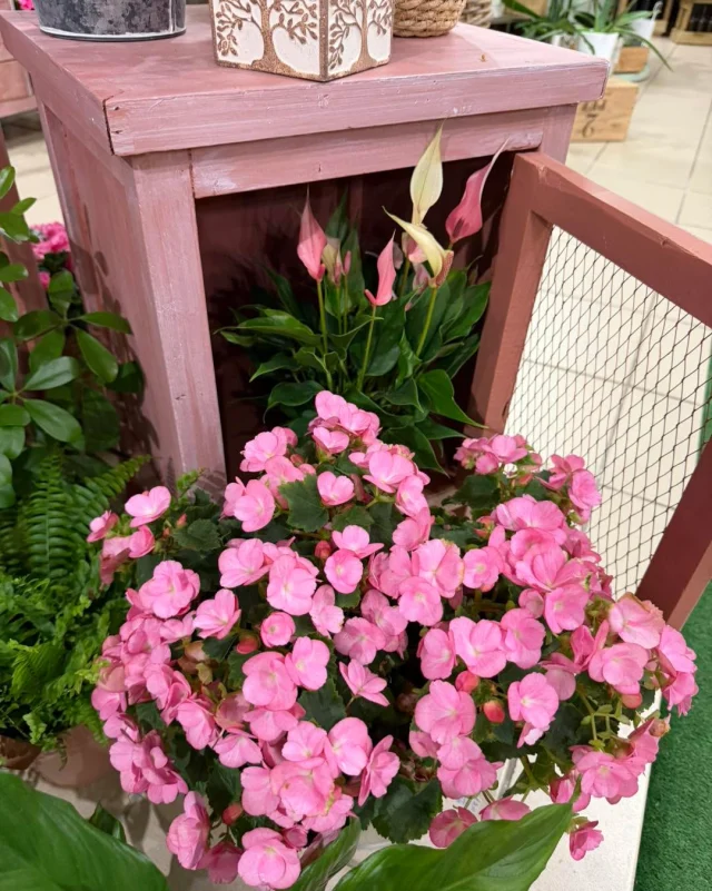 🌸💗 Des fleurs pour voir la vie en rose !
Bouquets prêts à partir, fleurs coupées et jolies plantes en pot… de quoi apporter une touche de couleur et de douceur à votre quotidien. 💐🌿
Et en ce mois d’Octobre Rose, une petite pensée fleurie pour rappeler l’importance du dépistage et de la prévention. 🎀💗
🌸 À offrir, à s’offrir… ou simplement pour mettre un peu de rose dans la journée !
📍 Aux Sabots Fleuris – 20 rue Saint-Louis, Charleville-Mézières