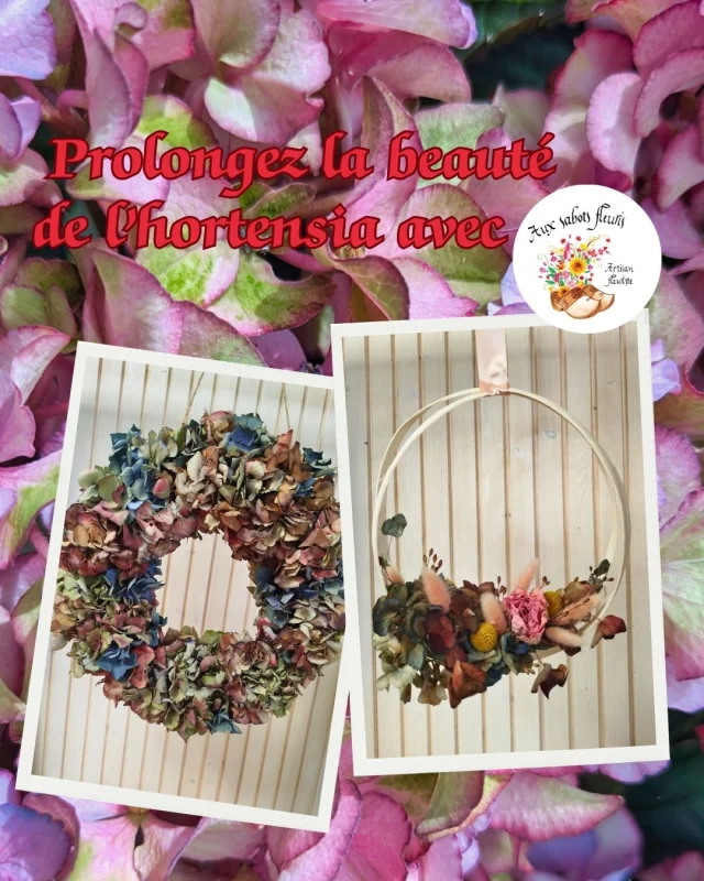 🌸💜 L’hortensia se décline aussi en fleurs séchées !
Découvrez cette jolie couronne réalisée avec de l’hortensia séché, une belle façon de prolonger la beauté de cette fleur au fil des saisons. 🌿✨

📅 On vous attend samedi 26 septembre de 10h à 12h pour notre journée spéciale hortensia !

Venez découvrir cette magnifique fleur, échanger avec nous et profiter de nos conseils pour bien la conserver et la faire sécher chez vous. 💐

📍 Aux Sabots Fleuris – 20 rue Saint-Louis, Charleville-Mézières

On vous attend pour un moment fleuri, convivial et plein de découvertes ! 💜