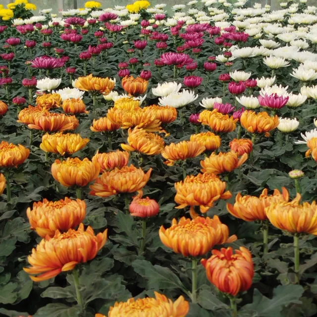 🌸Les Chrysanthèmes arrivent en magasin🌸

Cette année encore, nous mettons le savoir-faire local à l'honneur!! 

Je me suis rendue moi-même directement chez notre producteur pour sélectionner méticuleusement les plus belles pièces, les plus beaux coloris et les plus beaux volumes pour vous. ✨✨

💛 Une production 100% Ardennaise! Soutenir nos producteurs locaux et vous offrir une qualité irréprochable résistant parfaitement à notre climat, c'est notre priorité. 

⚠️ Attention : Les stocks et le choix des coloris sont limités!! 
Afin d'être sûre d'avoir vos couleurs préférées et les plus belles potées, nous vous conseillons vivement de les réserver dès maintenant. 

Par téléphone: 0324379087
Directement au magasin 20 rue saint louis à Charleville-Mézières 
Mardi et Mercredi 9h-12 14h-18h
Du jeudi au samedi 9h-19h
Dimanche 9h30-13h 

A très vite pour vous fleurir!!