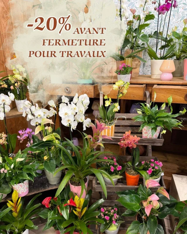 🌿🪴 Avant notre fermeture pour travaux, profitez-en !🪴🌿

Jusqu'à demain soir, bénéficiez de -20 % sur toutes nos plantes fleuries. 🌸✨

C'est le moment idéal pour faire entrer un peu de couleur chez vous… ou pour offrir une jolie attention. 🤎

📍 Offre valable jusqu'à demain soir, avant notre fermeture pour travaux.

On vous attend Aux Sabots Fleuris !