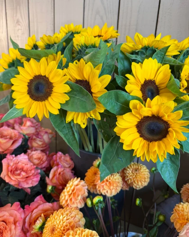🌻💐 Un joli bouquet de couleurs vous attend chez Aux Sabots Fleuris ! 🌸✨

Tournesols lumineux, dahlias généreux, roses délicates… nos fleurs coupées du moment sont là pour mettre de la couleur dans vos journées ! 🌼🌺

À composer en bouquet ou à choisir selon vos envies, pour offrir ou simplement vous faire plaisir. 🤎

📍 Venez découvrir les fleurs du moment Aux Sabots Fleuris, 20 rue Saint-Louis à Charleville-Mézières. 🌿